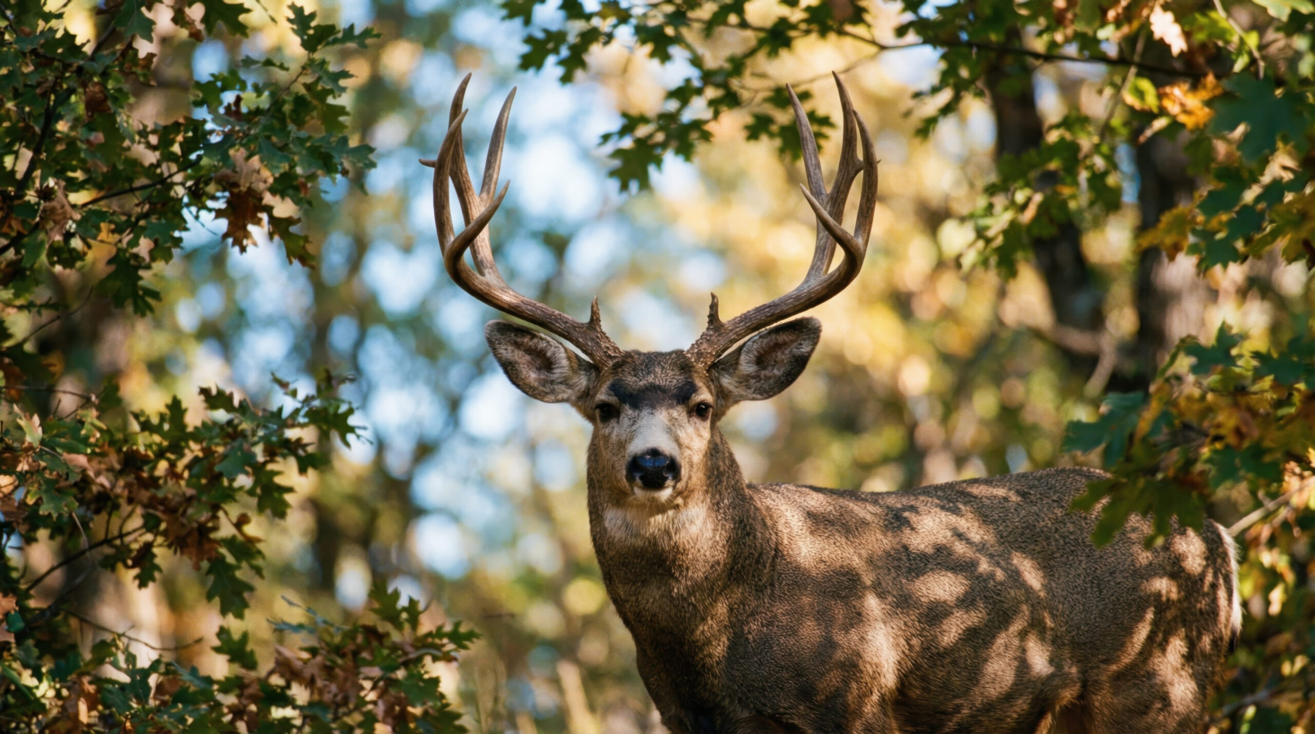 chasse-villabasque-cerf-2026